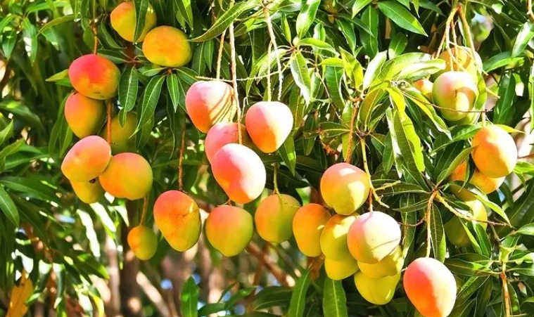 Nigeria Mangoes