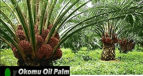 Oil Palm Producers Okomu, Presco Record Double Digit Growth in Earnings