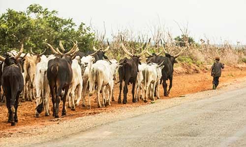Fulani Cow Ban In South East From April Unchanged – IPOB