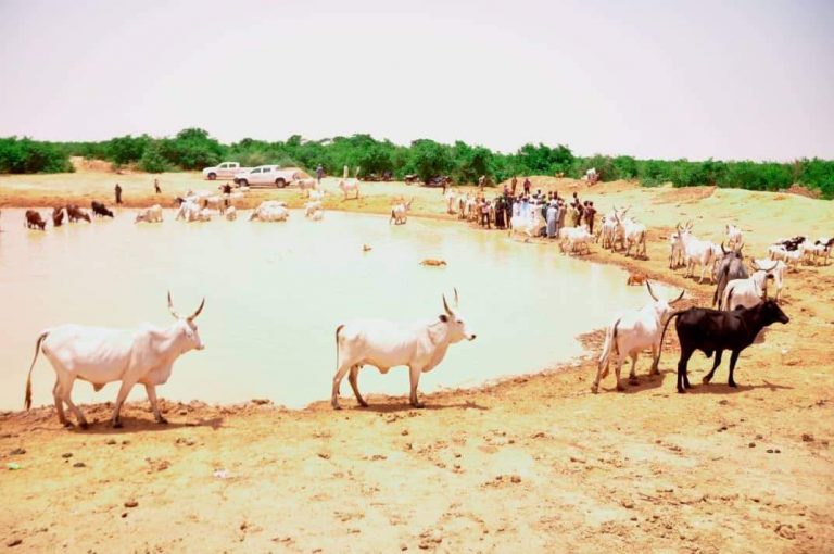 Grazing Reserve Facility To Begin Operation Soon In Gombe
