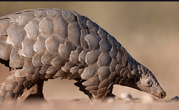 Customs Busts Pangolin Scales Exporters in Lagos, 3 Arrested
